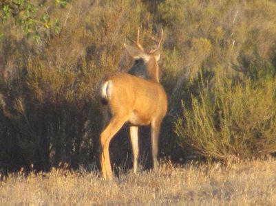 IMG_1803 - Copy.JPG