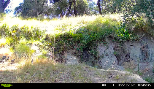 mcc quail 8-20-25.PNG