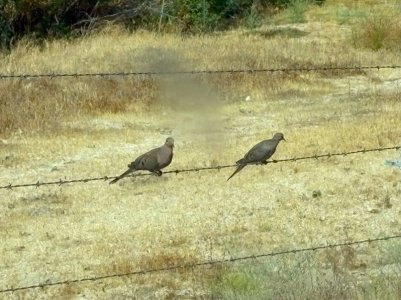 dove 8-24-25.jpg