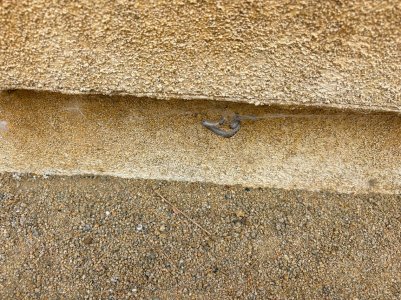 gopher snake web.jpg gopher snake web.jpg