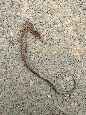 gopher snake dead.jpg gopher snake dead.jpg
