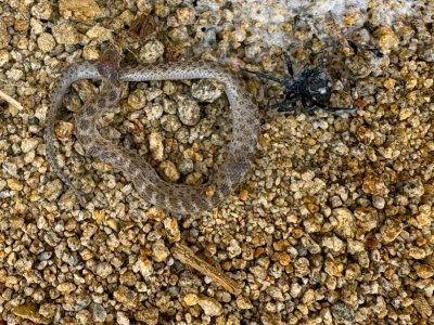 BW vs gopher snake.jpg BW vs gopher snake.jpg