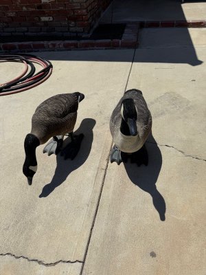 bigfoot decoys.jpg