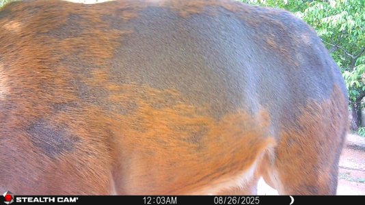 buck skin 8-27-25.JPG