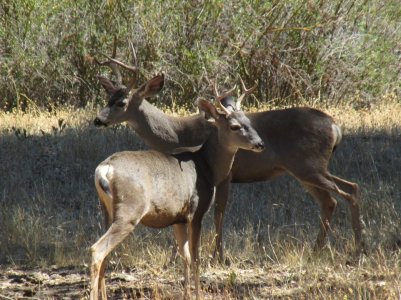 bucks 9-6-25.JPG