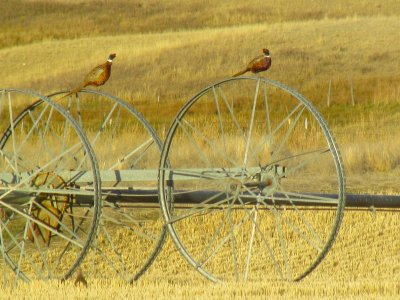 montana pivot pheasant.JPG
