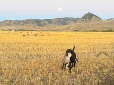 montana Coley honker '25.jpg