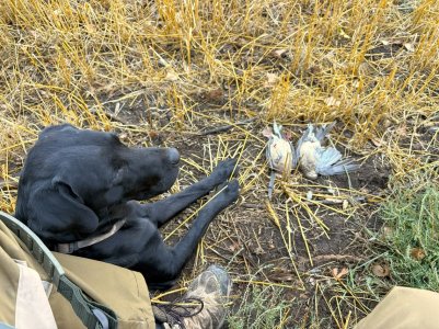 montana dove '25.jpg