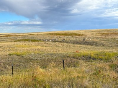 montana antelope '25.jpg