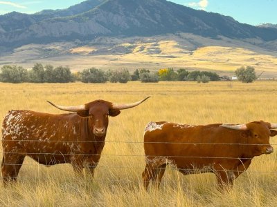 montana bulls '25.jpg