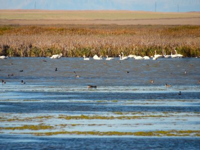 montana swan '25.JPG