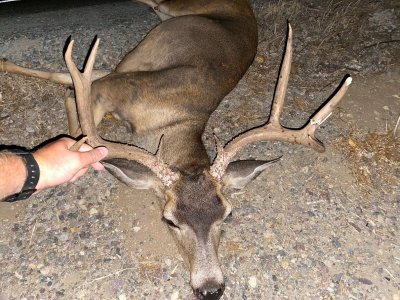 san pasqual buck.JPG