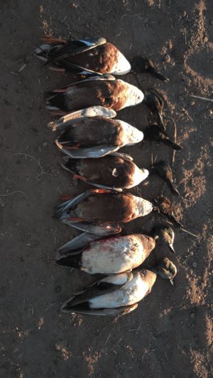 bootlipsand widg.jpg bootlipsand widg.jpg