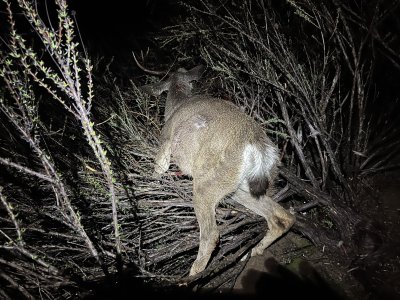 IMG_1775.jpeg IMG_1775.jpeg