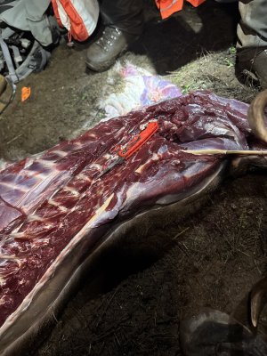 IMG_8029.jpeg IMG_8029.jpeg