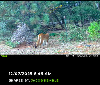 big cat 12-6-25.PNG big cat 12-6-25.PNG