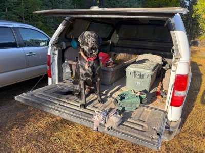french valley pigeons 12-22-25.jpg french valley pigeons 12-22-25.jpg