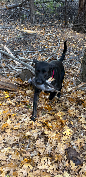 IMG_1675.PNG IMG_1675.PNG