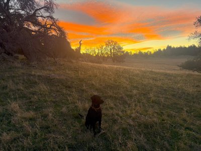 bandtail opener coley 2025.jpg bandtail opener coley 2025.jpg