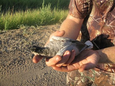 dove opener 9-1-11 022.JPG