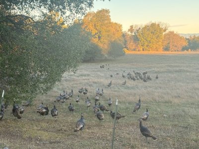 turkeys 1-19-26.jpg