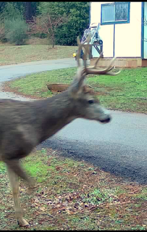 kiki buck 1-23=26.PNG