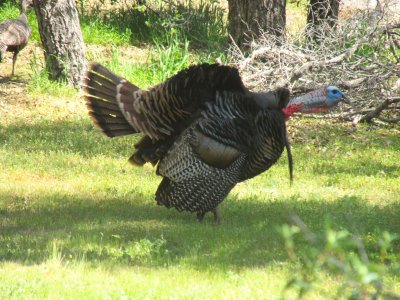 gobbling '26.JPG