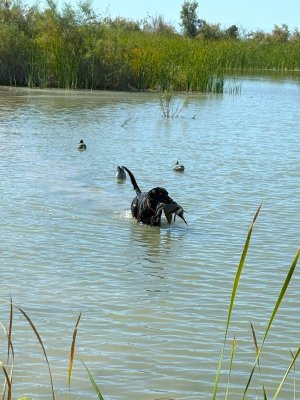 wister bull sprig 2-7-26.jpg