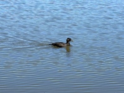 henshaw surf scoter 3-13-26.jpg