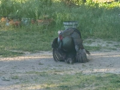 breeding hen 3-19-26.jpg