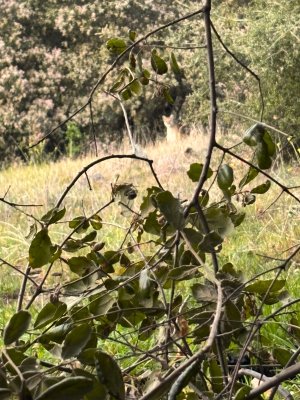 lion chase 3-22-26.jpg