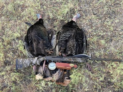 rob roberts M-2 turkeys.jpg rob roberts M-2 turkeys.jpg