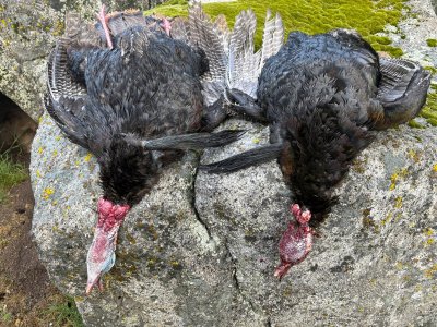 Mariposa longs 4-10-26.jpg Mariposa longs 4-10-26.jpg