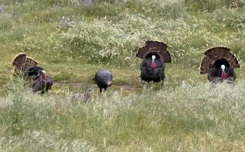 mariposa jakes 4-10-26.jpg mariposa jakes 4-10-26.jpg