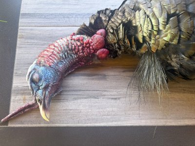 rc beard 4-19-26.jpg