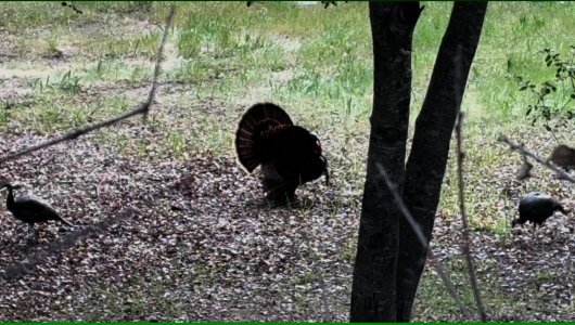 IMG_2904(2) - frame at 1m14s.jpg