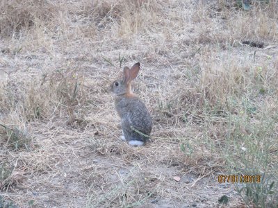 Rabbit Opener 2013 001.JPG