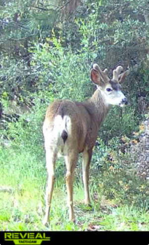 16 buck 4-26-26.PNG 16 buck 4-26-26.PNG