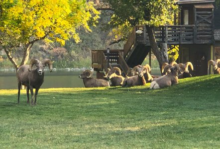 montana bighorns 4.JPG