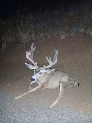buck Hwy 67 7-21-26.JPG