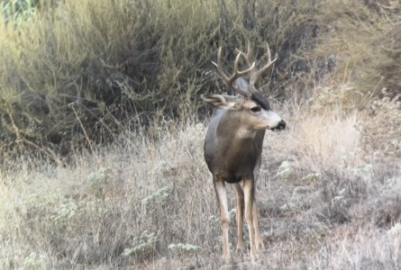 IMG_3237.jpeg