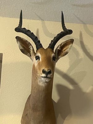 IMG_8563.jpeg