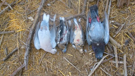 dove opener 9-1-11 grand slam.JPG