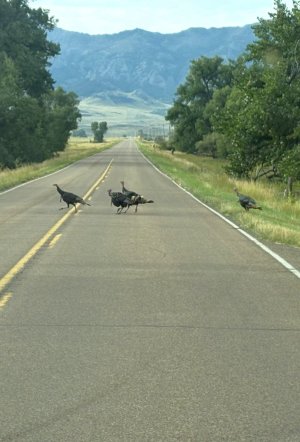 alberta turkeys '26.jpg