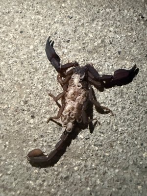 IMG_7554.jpeg