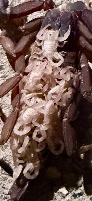 IMG_7561.jpeg