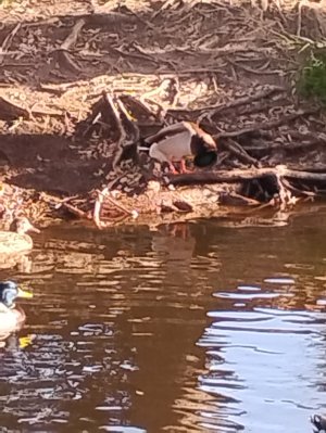 IMG_20261018_165534547.jpg