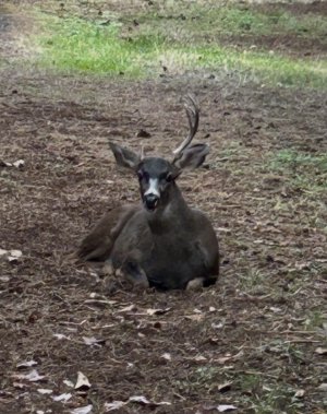 IMG_5623.jpeg