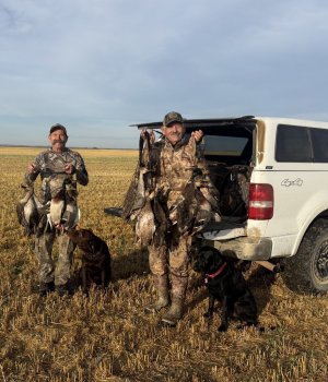 canada mallards 9-21-26.jpg canada mallards 9-21-26.jpg