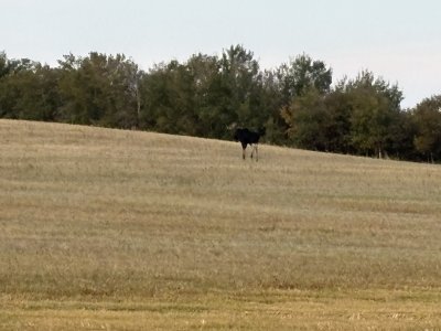 bull moose in canada 2026.jpg